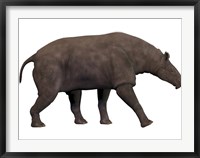 Framed Paraceratherium, an extinct rhinoceros-like mammal