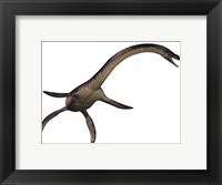 Framed Plesiosaurus, large marine predatory reptile from the Jurassic Era
