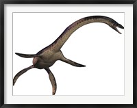 Framed Plesiosaurus, large marine predatory reptile from the Jurassic Era