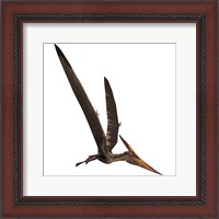 Framed Pteranodon, a reptilian bird from the Late Cretaceous Period