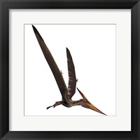 Framed Pteranodon, a reptilian bird from the Late Cretaceous Period