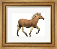 Framed Quagga is an extinct subspecies of the plains zebra