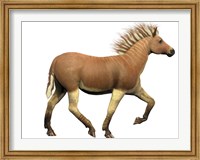 Framed Quagga is an extinct subspecies of the plains zebra