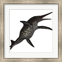 Framed Shonisaurus, a prehistoric ichthyosaur from the Triassic period