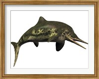 Framed Stenopterygius was an ichthyosaur from the Jurassic Period