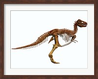 Framed Tyrannosaurus Rex dinosaur skeleton