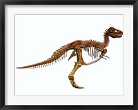 Framed Tyrannosaurus Rex dinosaur skeleton
