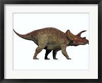 Framed Triceratops, a herbivorous dinosaur from the Cretaceous Period