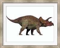 Framed Triceratops, a herbivorous dinosaur from the Cretaceous Period