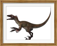 Framed Utahraptor, a carnivorous dinosaur from the Cretaceous Period