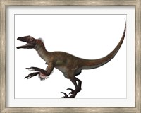 Framed Utahraptor, a carnivorous dinosaur from the Cretaceous Period