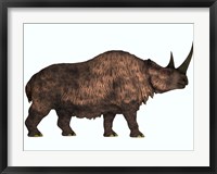 Framed Woolly Rhinoceros, an extinct mammal from the Pleistocene Period