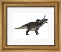 Framed Zuniceratops, a ceratopsian herbivore from the Cretaceous Period