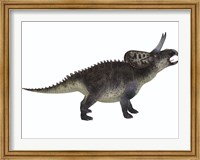 Framed Zuniceratops, a ceratopsian herbivore from the Cretaceous Period
