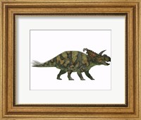 Framed Albertaceratops dinosaur from the Upper Cretaceous Era