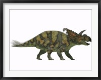 Framed Albertaceratops dinosaur from the Upper Cretaceous Era