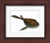 Framed Bothriolepis, a freshwater detritivore from the Devonian Period