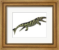 Framed Dakosaurus, white background