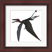 Framed Dorygnathus, a genus of pterosaur from the Jurassic Period
