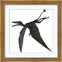 Framed Dorygnathus, a genus of pterosaur from the Jurassic Period