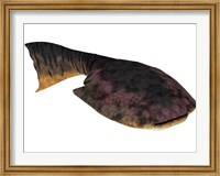 Framed Drepanaspis is an extinct species of primitive jawless fish