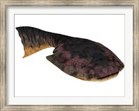 Framed Drepanaspis is an extinct species of primitive jawless fish