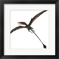 Framed Eudimorphodon, a pterosuar from the Late Triassic Period