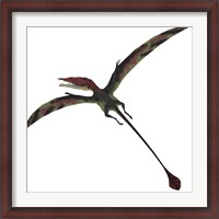 Framed Eudimorphodon, a pterosuar from the Late Triassic Period