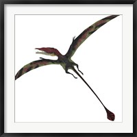 Framed Eudimorphodon, a pterosuar from the Late Triassic Period