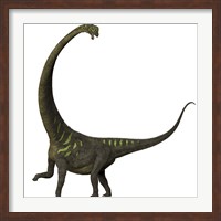 Framed Mamenchisaurus, a plant-eating sauropod dinosaur