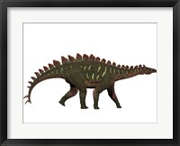 Framed Miragaia is a genus of stegosaurid dinosaur