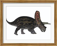 Framed Torosaurus, a herbivorous dinosaur from the Late Cretaceous
