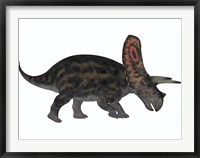 Framed Torosaurus, a herbivorous dinosaur from the Late Cretaceous