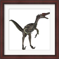 Framed Velociraptor, a theropod dinosaur from the late Cretaceous Period