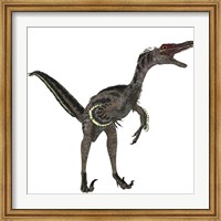 Framed Velociraptor, a theropod dinosaur from the late Cretaceous Period