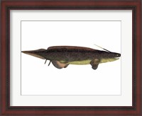 Framed Xenacanthus, a prehistoric shark from the Devonian and Triassic Period