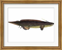 Framed Xenacanthus, a prehistoric shark from the Devonian and Triassic Period