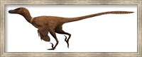 Framed Velociraptor mongoliensis was a mid-sized dinosaur from the Cretaceous Period