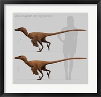 Framed Size comparison of Velociraptor mongoliensis to a human