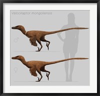 Framed Size comparison of Velociraptor mongoliensis to a human