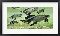 Framed Scaumenacia lobe-finned fish from the Devonian period