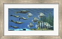 Framed Prehistoric Pteraspis jawless fish swimming with a group of Chelmon Butterflyfish