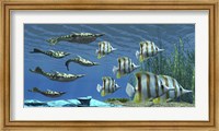 Framed Prehistoric Pteraspis jawless fish swimming with a group of Chelmon Butterflyfish