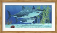 Framed Two Megalodon sharks from the Cenozoic Era