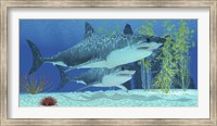 Framed Two Megalodon sharks from the Cenozoic Era