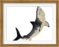 Framed Megalodon shark from the Cenozoic Era