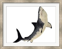 Framed Megalodon shark from the Cenozoic Era