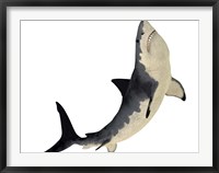 Framed Megalodon shark from the Cenozoic Era