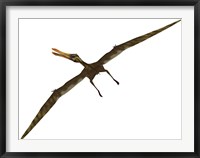 Anhanguera was a fish-eating pterosaur from the Cretaceous era of Brazil Framed Print