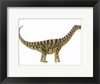 Framed Camarasaurus was a sauropod dinosaur that lived during the Jurassic Age